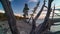 Lake Baikal coast beach with forest crooked tree, landscape time lapse. Mysterious lake pebble shore