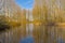 Lake  and bare forest in the Flemish countryside