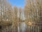 Lake  and bare forest in the Flemish countryside