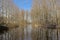 Lake  and bare forest in the Flemish countryside