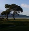 lake, birds, cows, mountains and tree