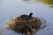 The lake and a black moorhen, on a nest