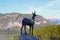 Lake Bohinj statue of gold horned chamois