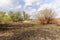 Lake, Burnt Land and tree