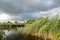 Lake with cane, reeds, bulrush in stormy weather.