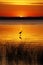 Lake Champlain Bird and Golden Sunrise