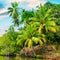 Lake, coconut palms and mangroves. Sri Lanka