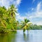 Lake, coconut palms and mangroves. Sri Lanka