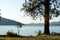 Lake Coeur d`Alene with Ponderosa Pine