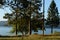 Lake Coeur d`Alene with Ponderosa Pines