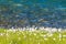 A lake with cottongrass in Northern Norway