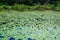 Lake covered in American water lily pads Nymphaea odorata - Long Key Natural Area, Davie, Florida, USA