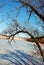 Lake covered with snow, willow trees without leaves along, branch and shadow close up, winter landscape, blue sky