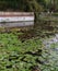 Lake covered by wetlands. Leaves are floating on it