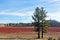 Lake Cuyamaca red grasses landscape