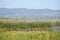 Lake and dense reed