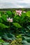 Lake densely planted with pink lotuses