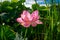 Lake densely planted with pink lotuses