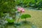 Lake densely planted with pink lotuses