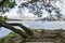 Lake Derwentwater framed by trees in semi silhouette