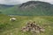 Lake District Mountain Sheep