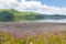 Lake District mountains and pink flowers Maiden Moor Derwent Water The Lakes National Park Cumbria uk