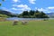 Lake District National Park, Cumbria, Sheep and Lambs on Grassy Lake Shore at Derwentwater near Keswick, England, Great Britain