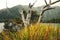 Lake Dobson, Mt Field NP, Tasmania, Australia