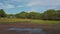 Lake drying up due to severe weather at Melaleuca leucadendra or weeping paperbark trees forest from myrtle family species durin