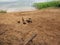 Lake, ducks, summer, nature, Tver region, Russia