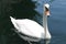 Lake Eola Swan