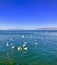 Lake Erhai and Seagulls