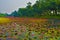 A lake fill with pink water lilies & x28;Nymphaea rubra & x29; this kind of flower also called shaluk or shapla in India