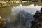 Lake with fish in Goyen gardens, Shinjuku, Tokyo