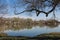 Lake and a forest in the spring