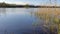 Lake in the forest. Wild nature details in summer day.