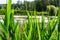 Lake and forrest view through the fence of bright green reed stems and leafs, front view