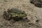 Lake frog sits on a sand beach near river