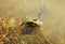 The lake frog in a water. Head of a Marsh frog on a nature habitats background. Pelophylax ridibundus