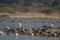 Lake full of migratory birds during winters in india