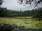 Lake full of plants