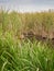 Lake full of reeds vegetation