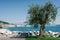 Lake Garda, Italy: olive tree by the lake and in the background the panorama of Salo`