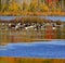 Lake Geese Ducks Autumn Colors