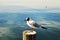 Lake Geneva and bird on a pole, Switzerland, Europe