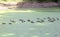 Lake with green duckweeds and flock of Mallard ducks in distance