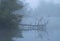 Lake with greenery reflecting on it surrounded by trees covered in the fog