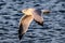 Lake gull over Winnipesaukee 1