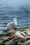 Lake gull sits on a rock and looks into the distance against the lake