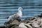 Lake gull sits on a rock and looks into the distance against the lake